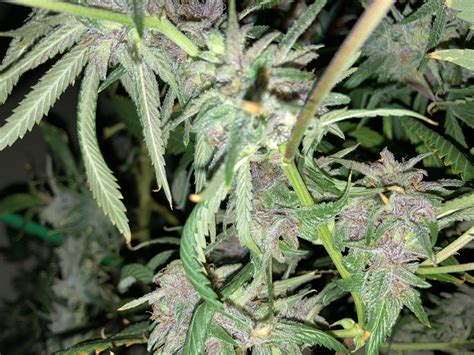 Purple Wreck Reserva Privada Cannabis Strain Info