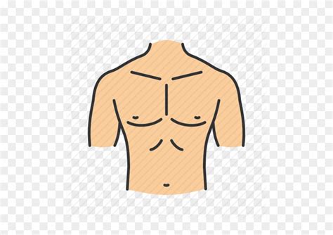 Abdomen Body Part Chest Parts Of The Body Chest Free Transparent
