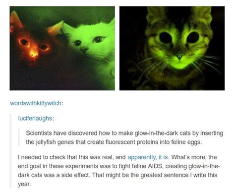 Glow Cats Are God Cute Funny Animals Cats Animal Memes