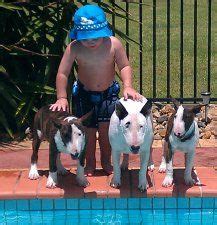 She is available for deposit along with 3. Miniature Bull Terrier Breeders - Famoso Kennels Australia ...