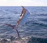 Images of Costa Rica Marlin Fishing Season