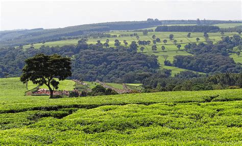 6 Kenya Western Highlands Kericho And Kisii Wandelgeknl