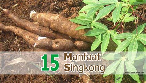 15 Manfaat Singkong Untuk Kesehatan And Efek Sampingnya