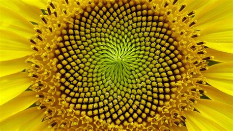 Golden Ratio And Sacred Geometry In Nature By Bora Medium