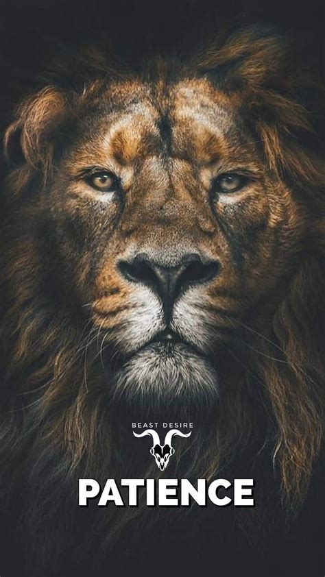 List Of Lion Motivational Quotes Hd Wallpapers Ideas Pangkalan