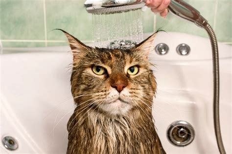 How To Bathe A Cat Part 1 How To Prep A Cat For A Bath Fauna Care