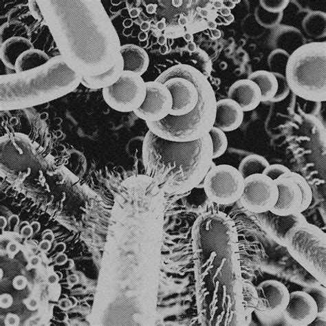 4k Image Virus Microscopic View Of Viruses Cells Black And White