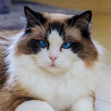 Ragdoll Conheça Tudo Sobre A Raça De Gato Ragdoll Petlove