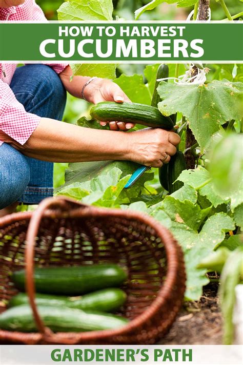 How And When To Harvest Cucumbers Gardeners Path