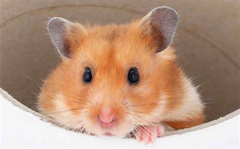 Best Syrian Hamster Cages Squeaks And Nibbles