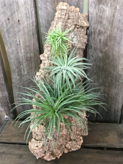 Air Plant Wall Decor In Weaverville Nc Browns Floral