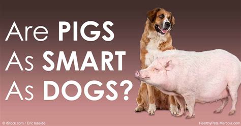 Pigs Psychological Intelligence
