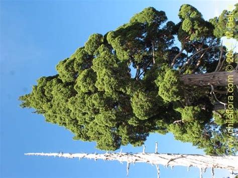 Image Of Alerce Alerce Fitzroya Cuppressoides One Of The Oldest Trees