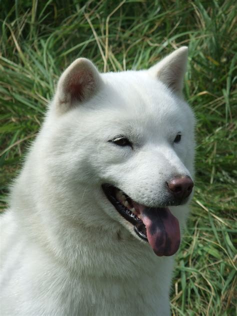 Razas De Perros Japoneses Guía Completa De Las Mejores Razas