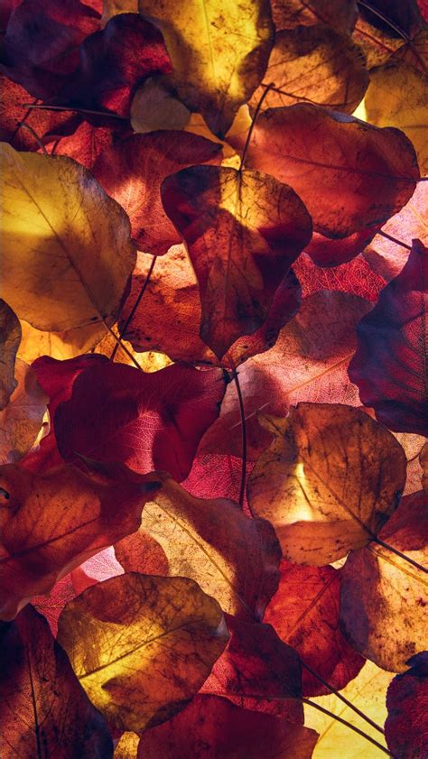 Autumn Leaves 4k 8k Wallpaper Wallpaper Wallpapers Printed