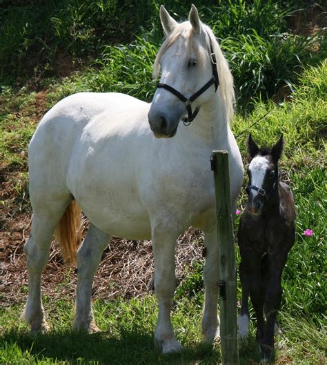 Summerwind Percheron Beautiful Mother And Baby ~ Bigfoot Babe With Biscuit