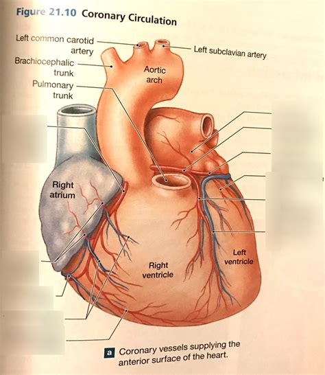 Coronary Circulation Diagram Quizlet