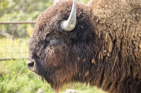 Definition of 絶滅, meaning of 絶滅 in japanese: 1枚目の画像 | 絶滅危惧種ってどんな動物がいるのだろうか?その ...