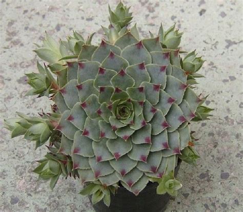Las plantas de cactus más populares son de méxico. Las Siemprevivas y sus variados colores | CACTUS Y ...