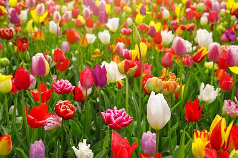 Planter Des Tulipes Nos Astuces Jardinage