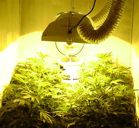 Maybe you would like to learn more about one of these? Autoflower growing with HPS bulbs