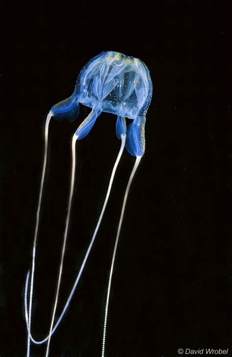 Carybdea Marsupialis Zooplankton Guide