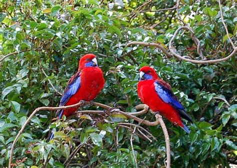 Australian Birds Crimson Rosella Uccelli Da Compagnia Uccelli