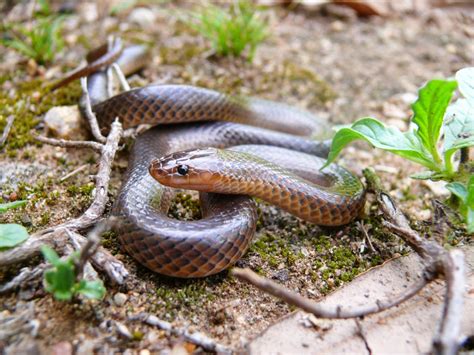 We have reviews of the best places to see in southern queensland. Reptiles and amphibians of South East Queensland: Reptiles ...
