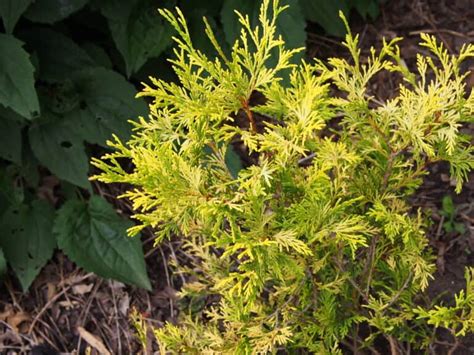 If you are looking for a plant that grows small and fits. Gold Mop Cypress - Care, Propagation, Pruning(Full Guide)