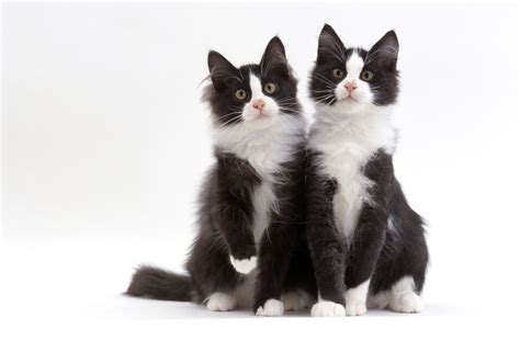 Black And White Cat Breeds Easy To Follow Guide