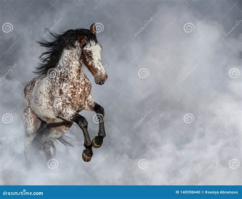 Portrait Of Appaloosa Horse In Light Smoke Stock Photo Image Of