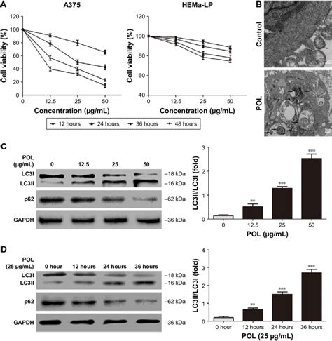 Pol Suppressed Proliferation And Induced Autophagy In Melanoma Cells