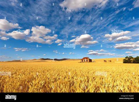 Wheat Paddock Australia Hi Res Stock Photography And Images Alamy