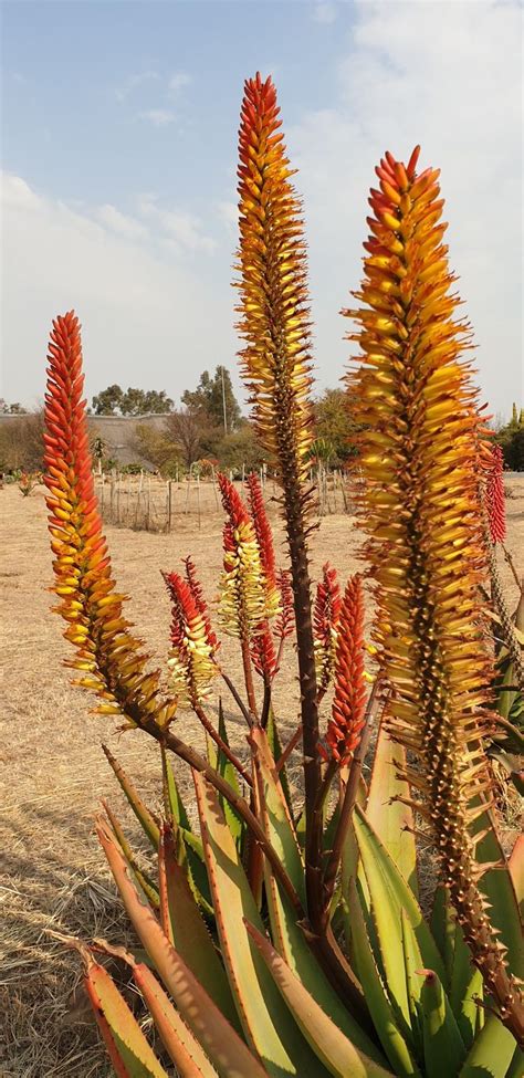 Aloe Hybrid In Flower Johans Hybrids Vaal Retreat August 2019 Miniaturas