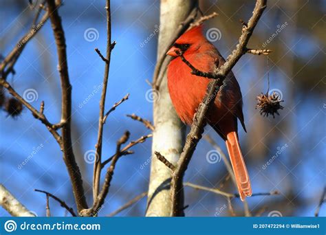 Red Male Northern Cardinal Bird Perched In Sweetgum Tree In Winter In