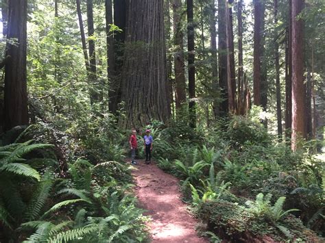 The Best Hike Yet: Redwood National Park