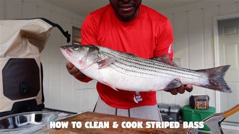 how to clean and cook striped bass youtube
