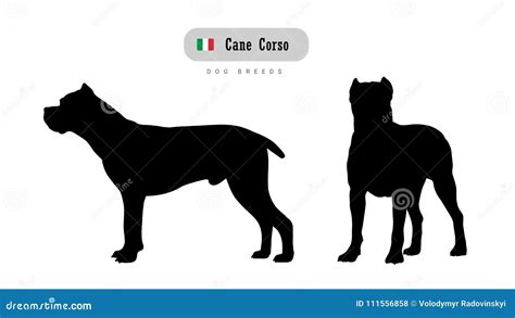 79 Italian Dog Breed Cane Corso L2sanpiero