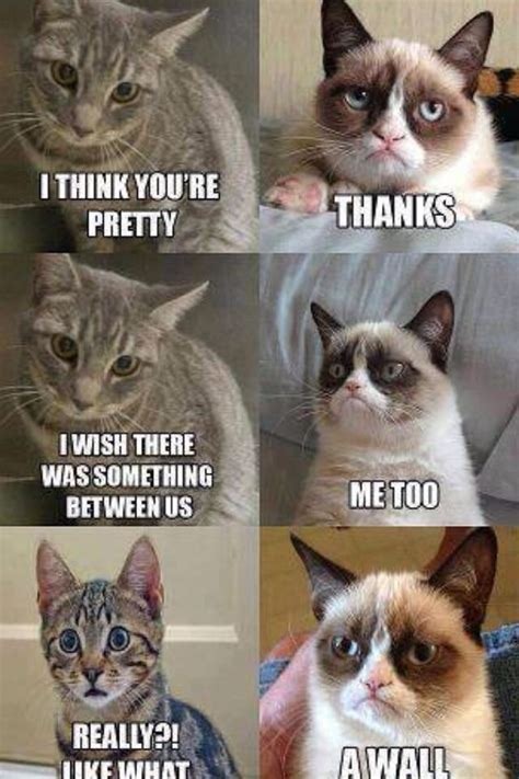 Grumpy Cat Memes Funny Animal Quotes