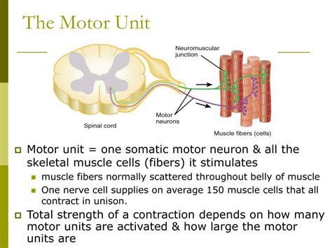 PPT - Muscle Physiology PowerPoint Presentation - ID:3770101