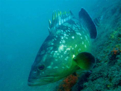 species (visual id)