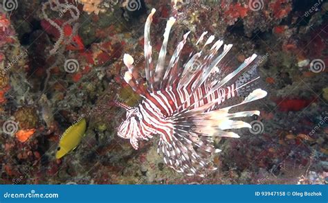 Lionfish Scorpion Fish On Clean Clear Seabed Underwater Ocean In