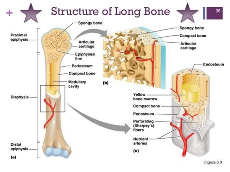 Ppt Bones And Skeletal Tissues Powerpoint Presentation Free Download