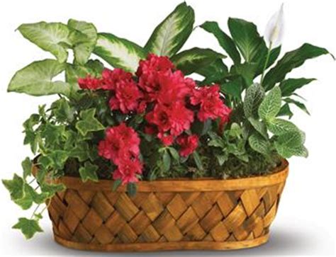 Maybe you would like to learn more about one of these? Order Online Indoor Plants as Gifts with online Delivery