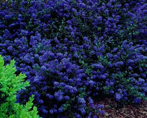 Ceanothus Blue Sapphire 8 Pot Hello Hello Plants And Garden Supplies
