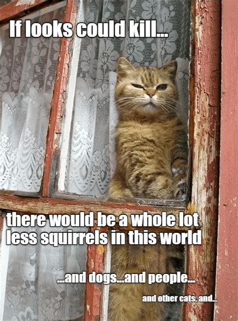 This Would Be A Lonely Cat Lolcats Lol Cat Memes Funny Cats