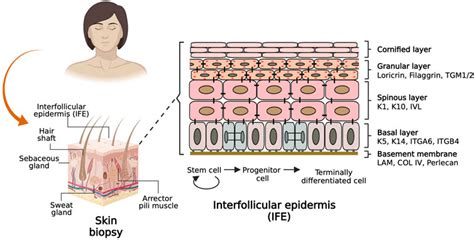 Frontiers Differentiation Of Pluripotent Stem Cells For Modeling