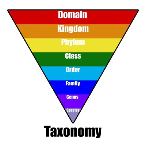 Taxonomy Biology Junction