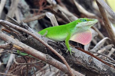 Wild About Texas Green Anole Common In Eastern Half Of State