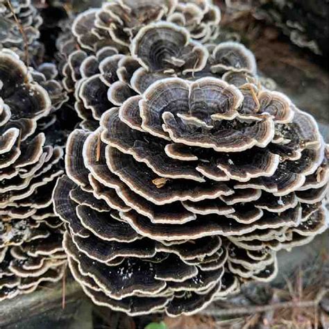 turkey tail on logs instruction sheets field and forest products